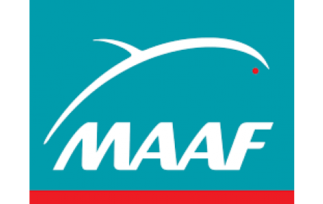 Maaf